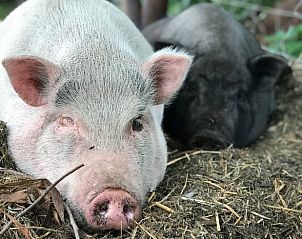 Guest house 671505 - Holiday property Groene hart - Vakantiehuisje in Woerdense Verlaat