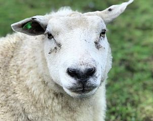 Guest house 671505 - Holiday property Groene hart - Vakantiehuisje in Woerdense Verlaat