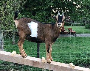 Guest house 671505 - Holiday property Groene hart - Vakantiehuisje in Woerdense Verlaat