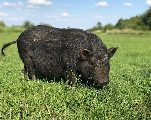 Guest house 671505 - Holiday property Groene hart - Vakantiehuisje in Woerdense Verlaat