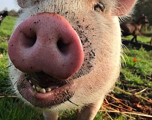 Guest house 671505 - Holiday property Groene hart - Vakantiehuisje in Woerdense Verlaat