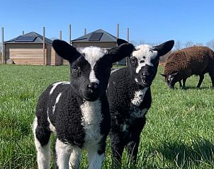 Guest house 671506 - Holiday property Groene hart - Vakantiehuis in Woerdense Verlaat