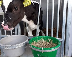 Guest house 671506 - Holiday property Groene hart - Vakantiehuis in Woerdense Verlaat