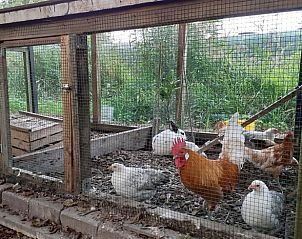 Guest house 671506 - Holiday property Groene hart - Vakantiehuis in Woerdense Verlaat