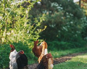 Unterkunft 672010 - Ferienhaus Groene hart - Vakantiehuis in Hazerswoude-Dorp