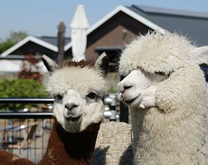 Verblijf 672811 - Vakantiewoning Groene hart - Vakantiehuis in Leimuiden