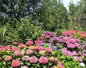 Kleurrijke bloemen in de tuin van Vakantiehuis in Aarlanderveen, Zuid-Holland.
