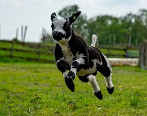 Verblijf 673205 - Vakantiewoning Groene hart - Vakantiehuisje in Aarlanderveen