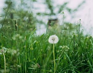 Bloeiende natuur rondom Vakantiehuisje in Aarlanderveen, Groene hart, Zuid-Holland.