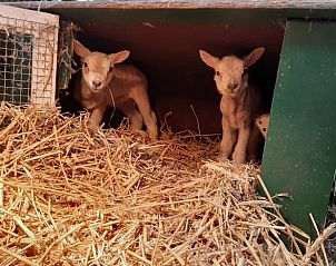 Verblijf 673214 - Vakantiewoning Groene hart - Vakantiehuisje in Aarlanderveen