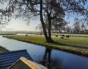 Schapen in de omgeving van Vakantiehuis in Bergambacht, Zuid-Holland.
