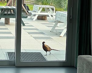 Verblijf 674302 - Vakantiewoning Groene hart - Vakantiehuis in Gouderak