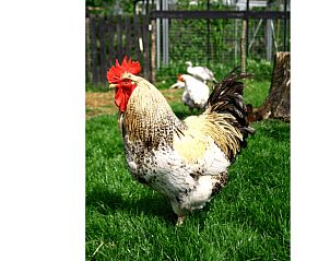 Guest house 674503 - Holiday property Groene hart - Vakantiehuisje in Vlist