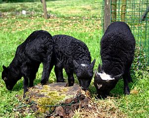 Guest house 674503 - Holiday property Groene hart - Vakantiehuisje in Vlist