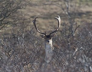 Guest house 6801104 - Apartment Noordzeekust - Appartement Zebra