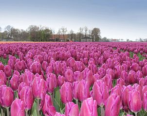 Guest house 6801106 - Holiday property Noordzeekust - Vakantiehuis MarBriliante