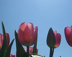 Guest house 680191 - Holiday property Noordzeekust - Vakantiehuis BeachPlace