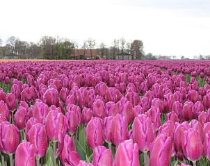 Guest house 680806 - Apartment Noordzeekust - Appartement Jessy