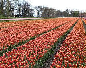 Guest house 680806 - Apartment Noordzeekust - Appartement Jessy