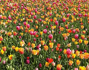 Guest house 680807 - Apartment Noordzeekust - Appartement Senny