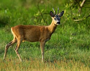 Wild deer spotted near Holiday home in Oostvoorne, a unique experience in Voorne Putten.