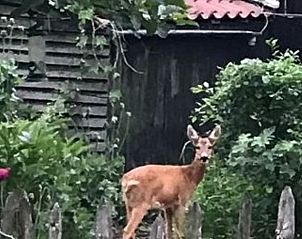 Deer near Holiday home in Oostvoorne, a natural spectacle in South Holland.