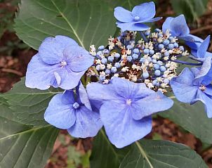 Guest house 710117 - Holiday property Rijk van Nijmegen - Vakantiehuis in Groesbeek