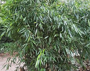 Guest house 710117 - Holiday property Rijk van Nijmegen - Vakantiehuis in Groesbeek