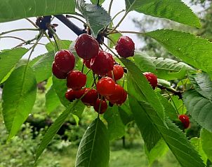 Unterkunft 710203 - Ferienhaus Rijk van Nijmegen - Vakantiehuisje in Malden
