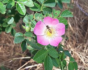 Unterkunft 710203 - Ferienhaus Rijk van Nijmegen - Vakantiehuisje in Malden