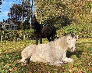 Guest house 710712 - Holiday property Rijk van Nijmegen - Vakantiehuis in Berg en Dal