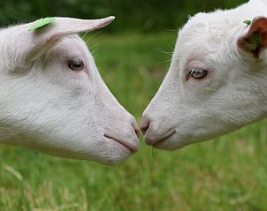 Unterkunft 712101 - Ferienhaus Rijk van Nijmegen - Vakantiehuis in Balgoij