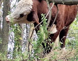 Unterkunft 990115 - Ferienhaus Salland - Borkerijck