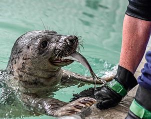 Verblijf 990132 - Chalet Noordwest Groningen - EnJoy Natur, See und Meer Chalet Lauwersoog